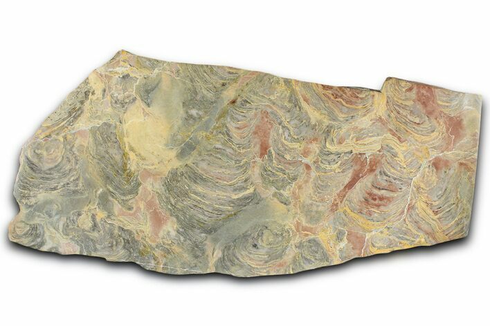 Polished Stromatolite (Inzeria) From Russia - Million Years #362970